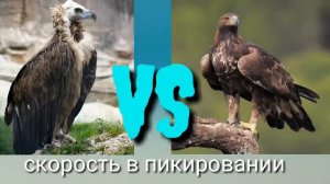 Чёрный гриф VS коричневый орёл (беркут)