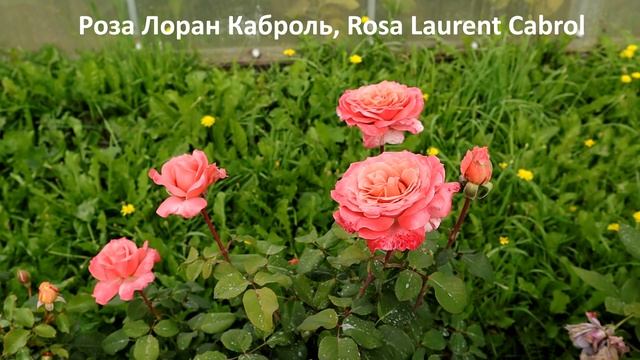 Цветение РОЗ первогодок осенней посадки под зиму. Проблемы осенней посадки роз с ОКС.