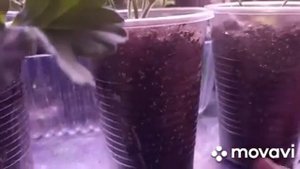 УКОРЕНЕНИЕ ЧЕРЕНКОВ ПЕЛАРГОНИИ НА ПРИМЕРЕ СОРТА ЗВЕЗДЫ ВОДОЛЕЯ