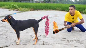 Совершенно потрясающее новое смешное видео ? Лучшее комедийное видео 2022, серия 177 от Busy Fun Lt