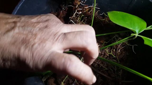 HOW TO PROPAGATE ANTHURIUM PLANT EASIEST Way  අප බලම කඳ කප ඇනතරයම  පල ලබ ගනන ආකරය