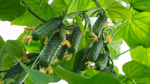 Супер пучковые гибриды огурцов, которые завалят урожаем на 100%