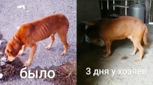 Исхудавший пес у новых хозяев 3 день