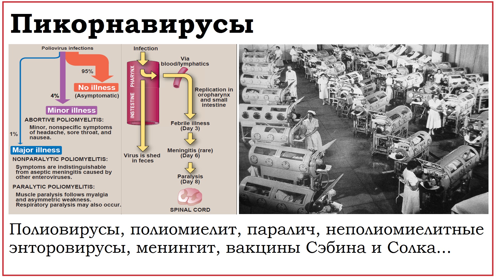 44. Клинически значимые вирусы семейства Picornaviridae