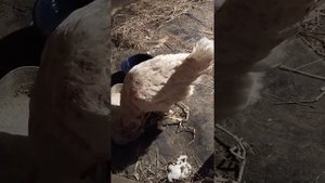 12 дней курица сидит на яйцах.