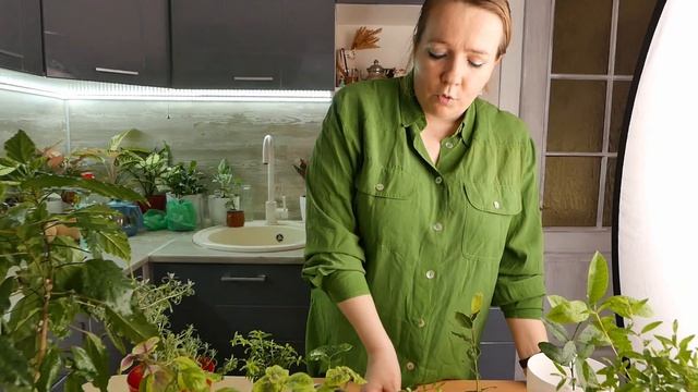 Топ-10 комнатных растений в детскую комнату!