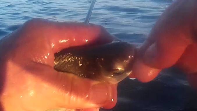 Синец и плотва на Ахтубе на удочку вечерний клев по большой воде.