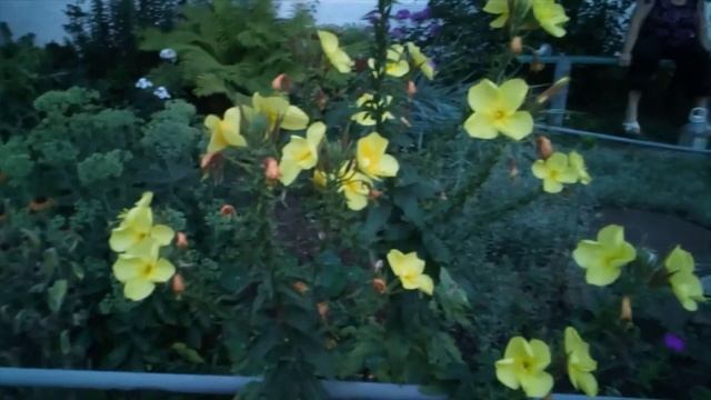 Энотера или лунный цветок смотреть онлайн