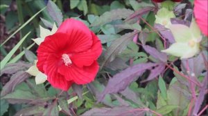 Hibiscus moscheutos 2022