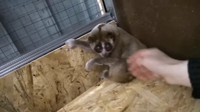 Толстый Лори, нежится смотреть онлайн