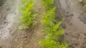 выращивание ранней картошки под пленкой.рассада перцев.морква.