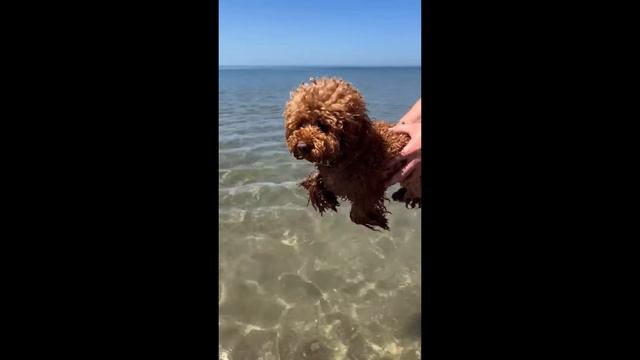 #Забавные_животные 😂  #видео1 #морскиесвинки