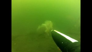 Подводная охота на Красноярском водохранилище август 2014