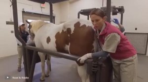 Необычное разведение лошадей.