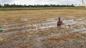 Удивительные Красивая девушка охота поймать лягушки воды | Как поймать лягушки воды в Камбодже