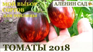 Сорта томатов ИНДЕТЫ для теплицы / Высокорослые сорта томатов