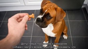Как отучить щенка кусаться за руки и ноги хозяина