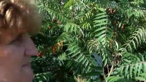 Сумах оленерогий -- Сад за один год