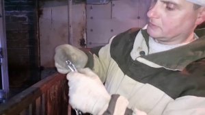 ошейники для коров, быков и телят.