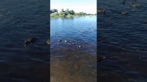 Подзарядка на природе, кормление уток.