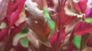 'Pearling' - Alternanthera Cardinalis  April 2020