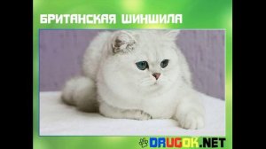 Британская шиншилла