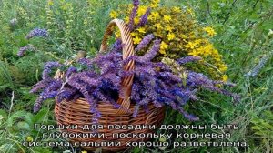 Шалфей дубравный — описание, посадка и уход