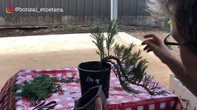 Sabina Juniper cascade bonsai first style and repot Autumn 2020 смотреть онлайн