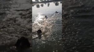 Спрингер спаниель