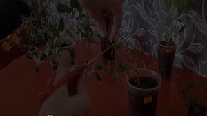 Фуксия уличная — выращивание и уход в саду