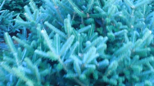 11 203 Пихта Фразера срезанная 1.25 – 1.50 м. смотреть онлайн