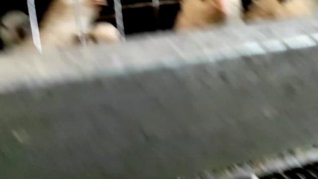 Будем рожать кучей.Козёл убежал.Всем комбикорм.Козам плохо на выгуле.Халуми на обед смотреть онлайн