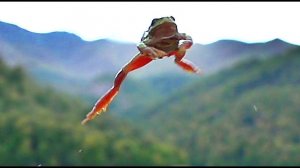 Квакша (Hyla arborea) - European tree frog