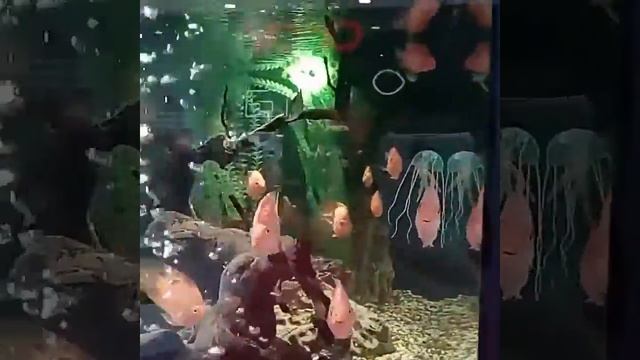 Рыбки.. тау галерея.. саратов смотреть онлайн