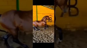 подборка видео про лошадей из тик тока
