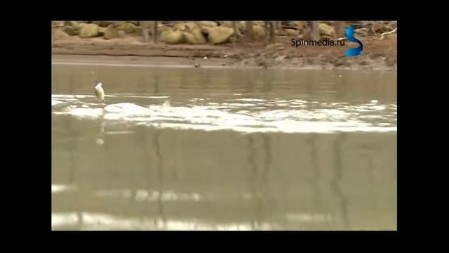 Ловля голавля ранней весной. Часть 2
