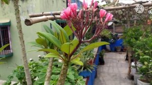 Propagation Of Plumeria Alba From Cutting, Fertilizer & Care