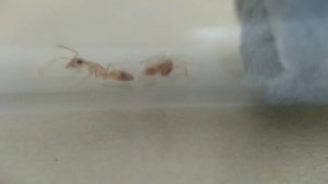 Болезни муравьев. Часть 1. "Кордицепс"