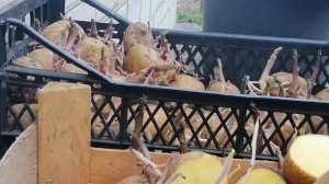 ЗАЧЕМ РЕЗАТЬ КАРТОФЕЛЬ ПЕРЕД ПОСАДКОЙ. Две основные причины