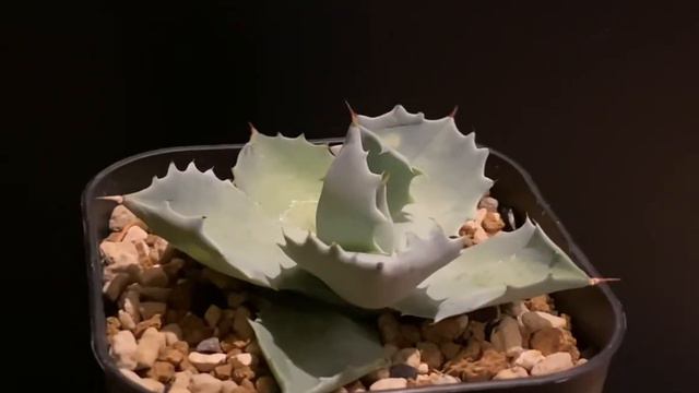 アガベ・白銀甲蟹｜（芽）-002｜ agave isthmensis смотреть онлайн