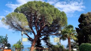 парк Нижняя Ореанда