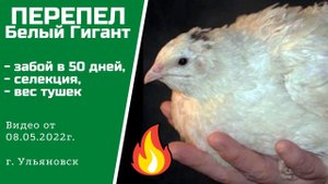Перепела Белый Гигант. Забой, селекция, вес тушек. Алексей Абрамов, Ульяновск.mp4