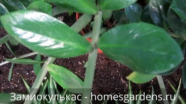 Замиокулькас   долларовое дерево смотреть онлайн