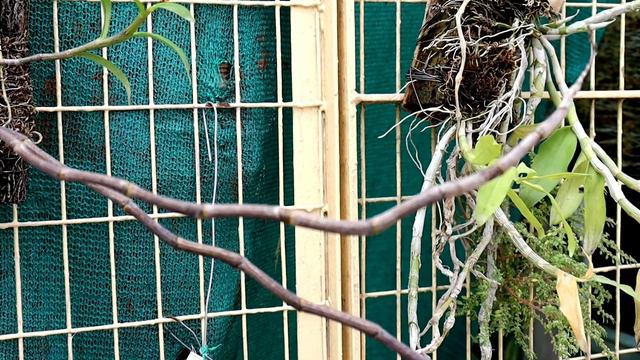 What's wrong with my Dendrobiums?why its leaves turns yellow?is it okay or not ।।Sandip Orchid।। смотреть онлайн