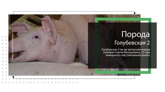Продажа поросят Голубевская 2