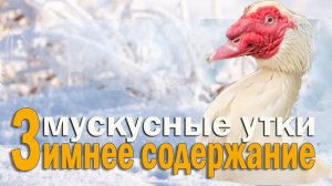 почему утки улетают из хозяйства. Как правильно поить уток зимой