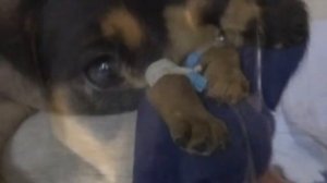 Живодер регулярно избивал маленького щенка ,он был в плохом состоянии