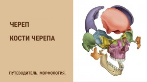 Череп. Кости черепа.