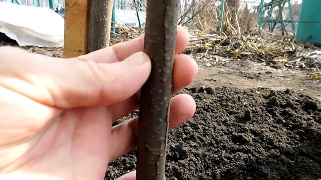 Хурма После Зимы - Не перезимовала смотреть онлайн