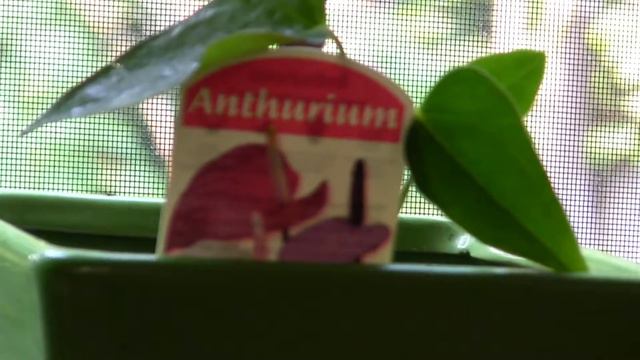 Repotted Anthurium смотреть онлайн